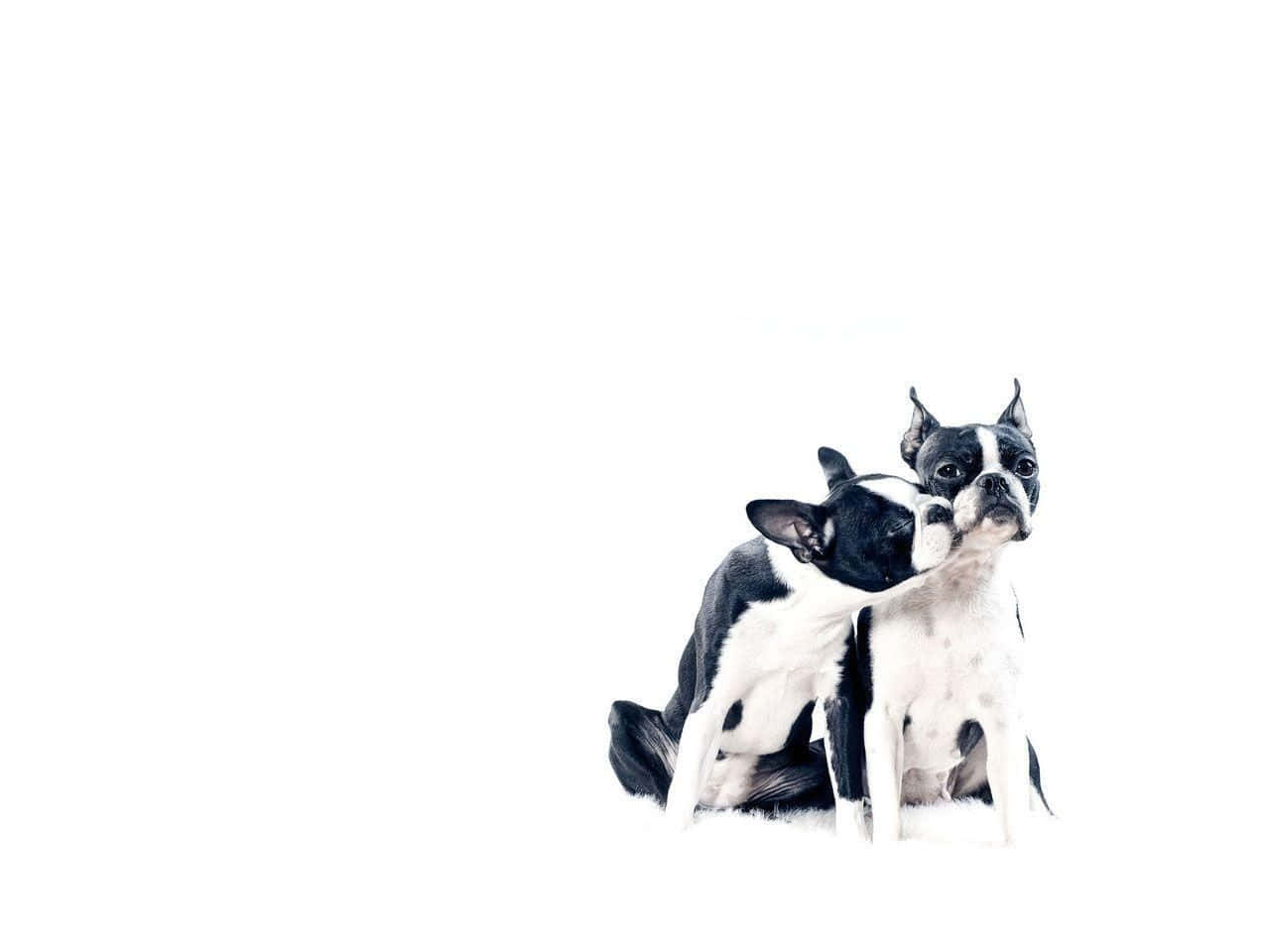 Sötbild På Två Kyssande Boston Terriers.