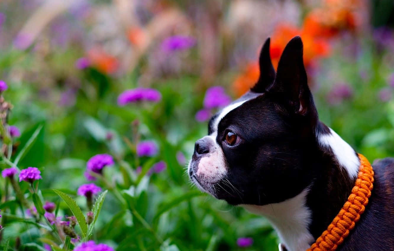 Imagenlinda De Un Boston Terrier En Un Jardín.