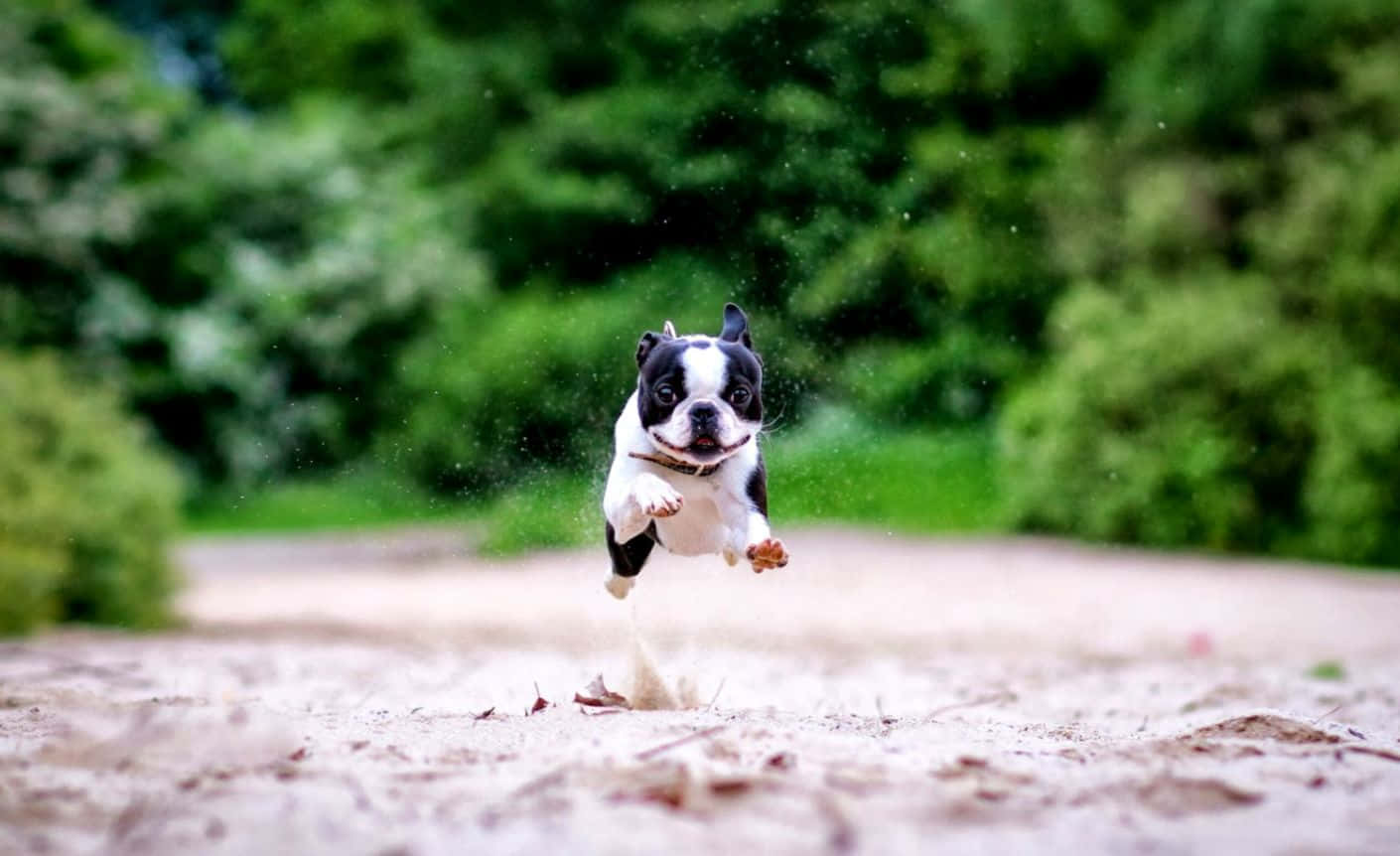Lustigbild På En Hoppande Boston Terrier.