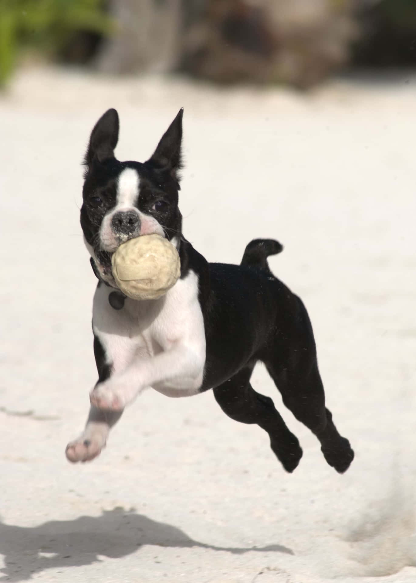 Immaginedi Un Boston Terrier Che Gioca Con Una Palla