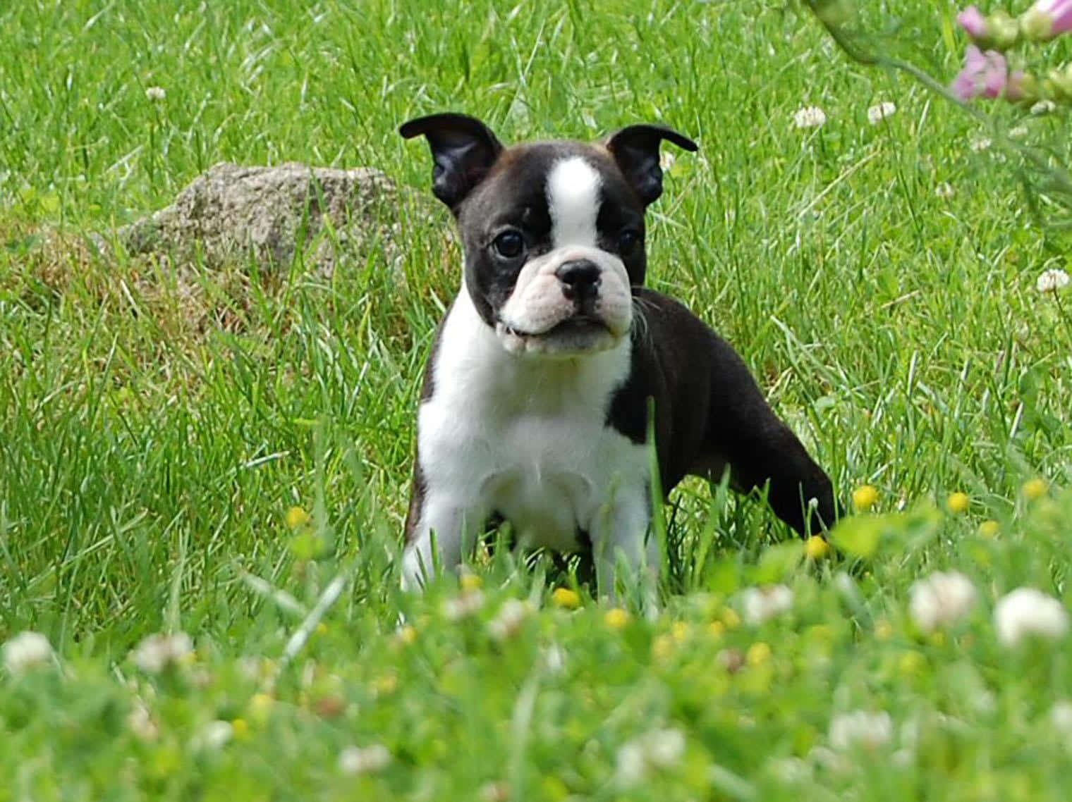 Cute Puppy Boston Terrier Picture