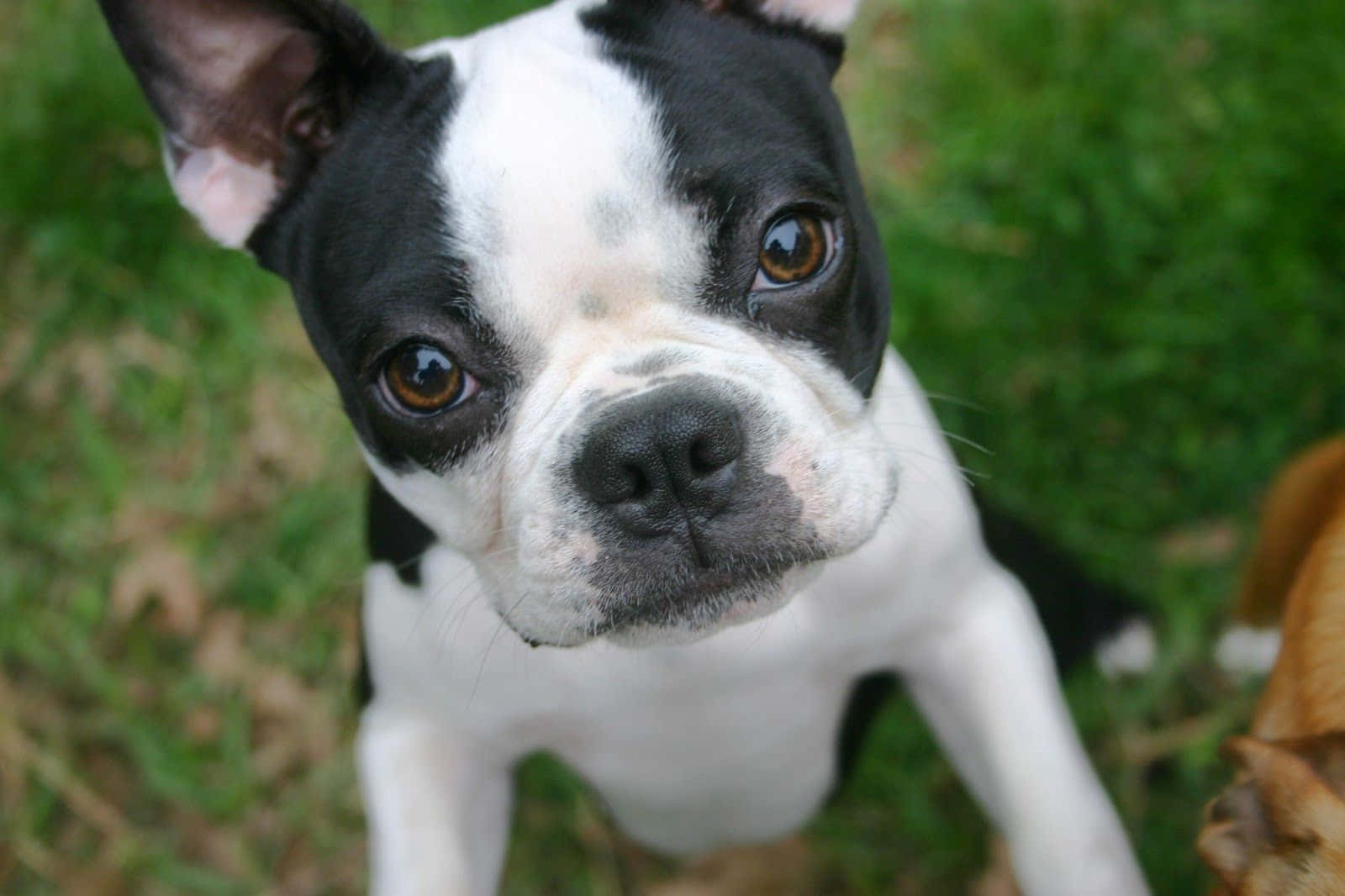 Boston Terrier Puppy Eyes Picture