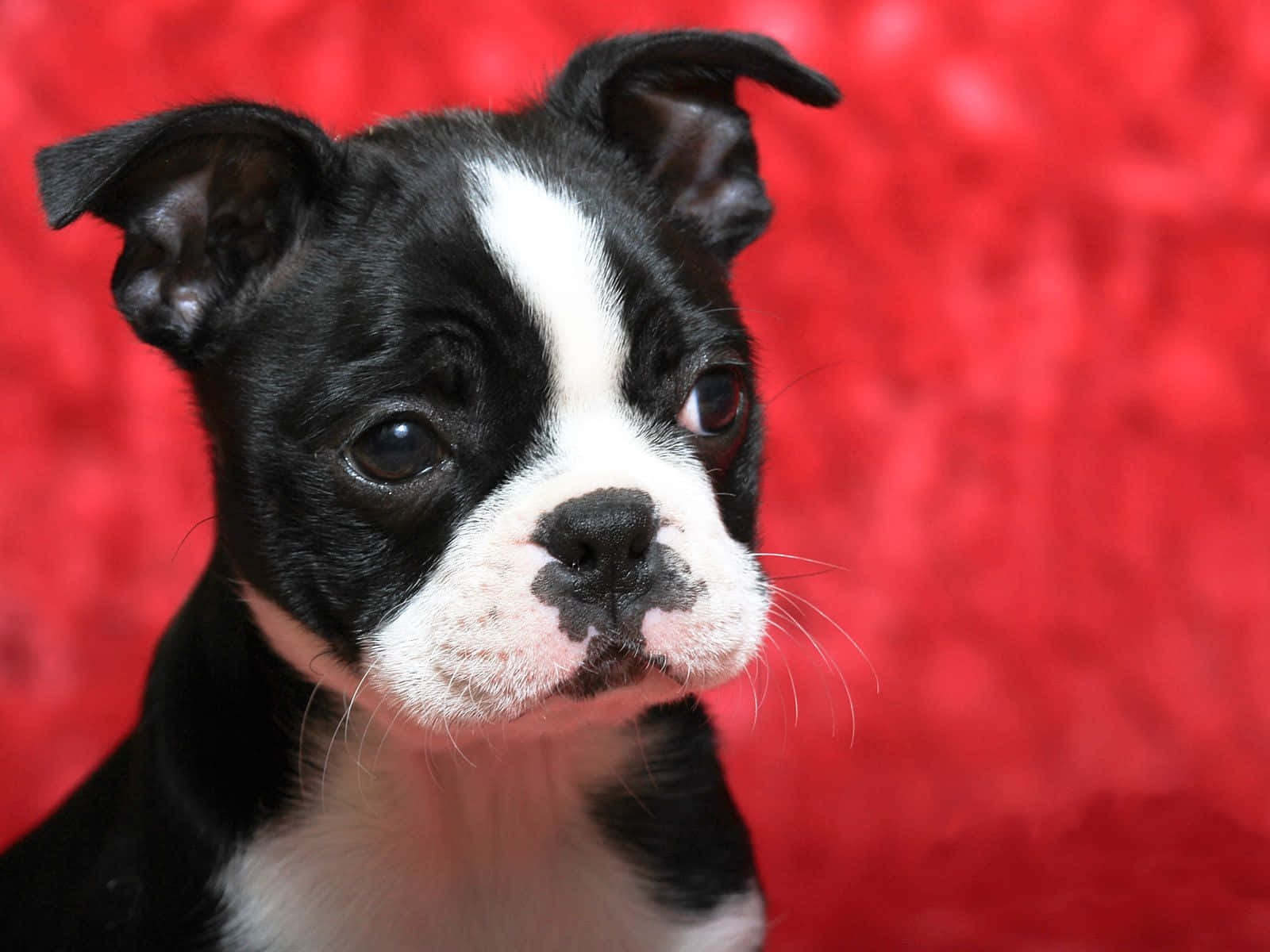 Adorable Puppy Boston Terrier Picture