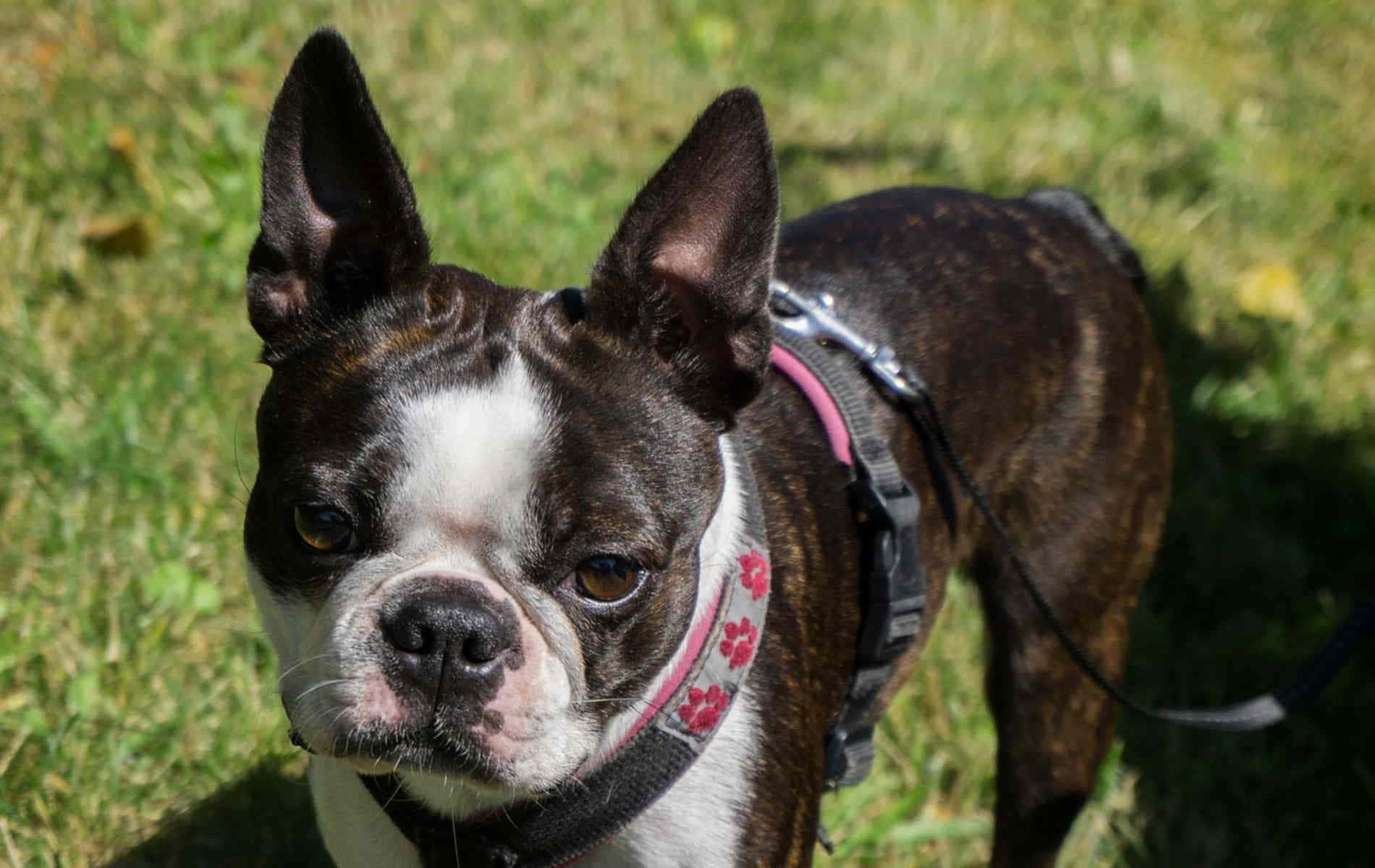 Boston Terrier Frowny Face Picture