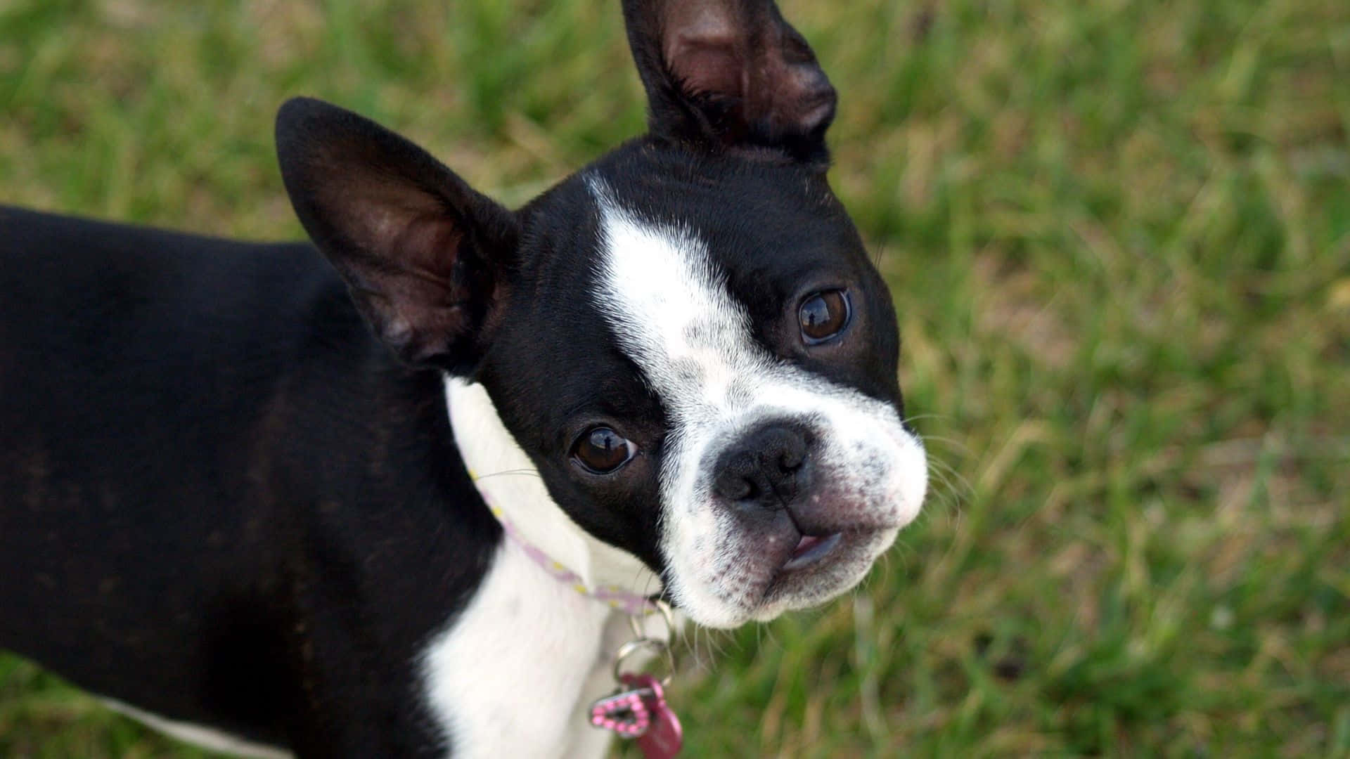 Boston Terrier Adorable Face Picture