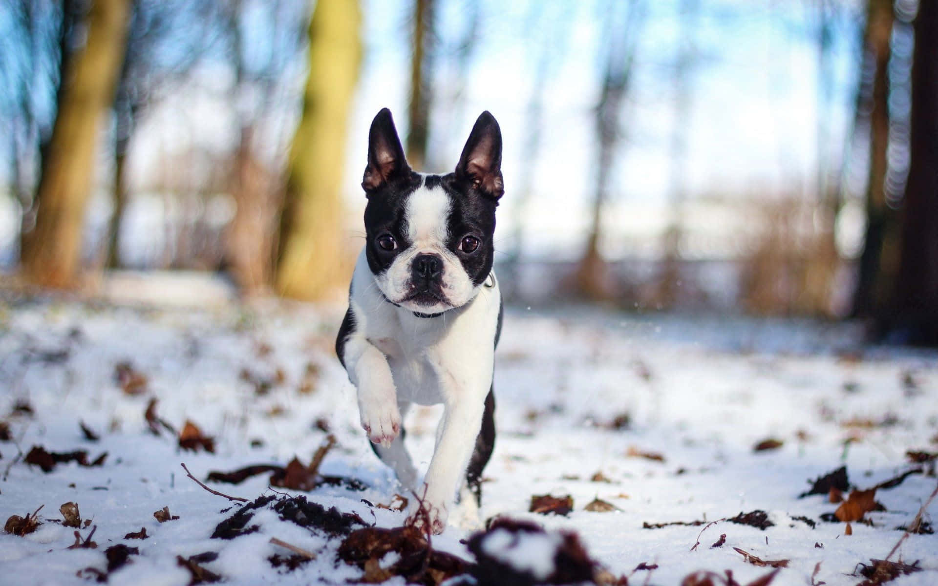 Cute Boston Terrier Winter Picture