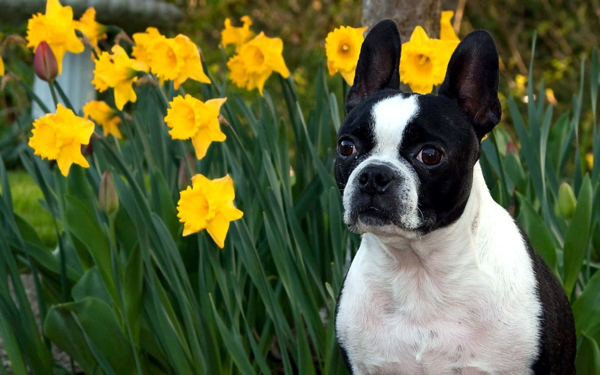 Immaginedi Un Boston Terrier In Un Giardino Di Tulipani