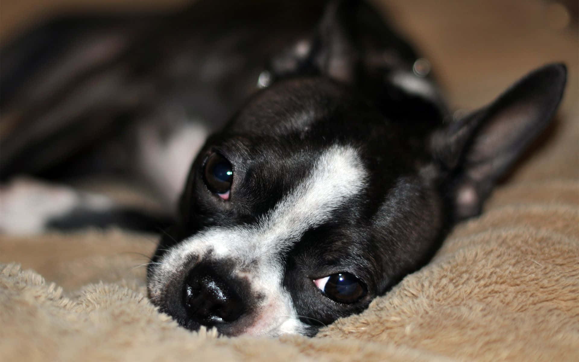 Adorable Sleeping Boston Terrier Picture