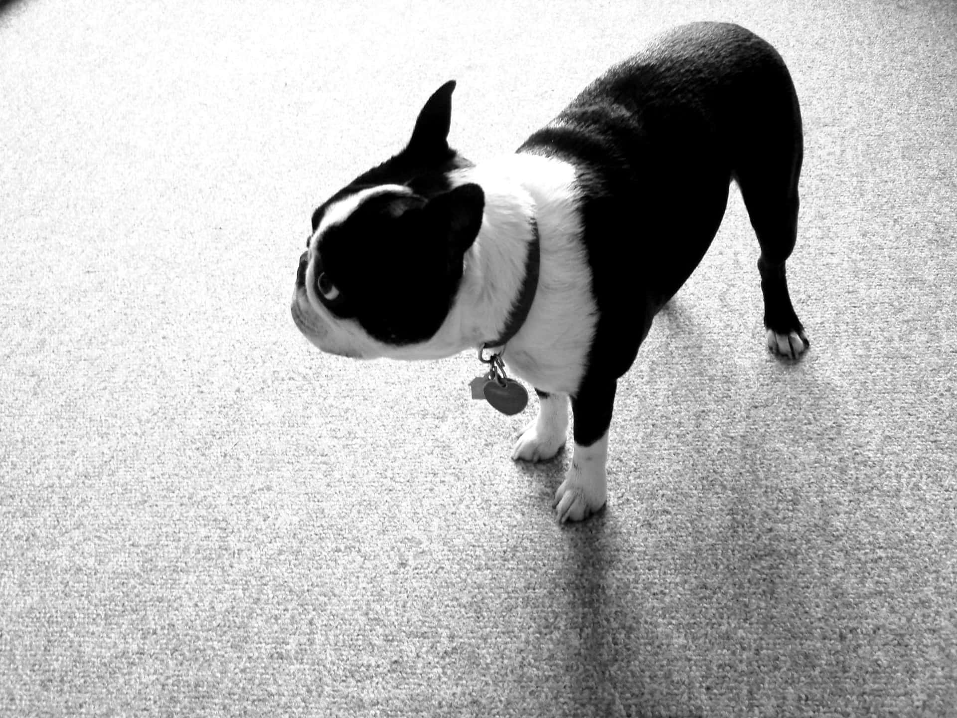 Imagende Boston Terrier En Blanco Y Negro