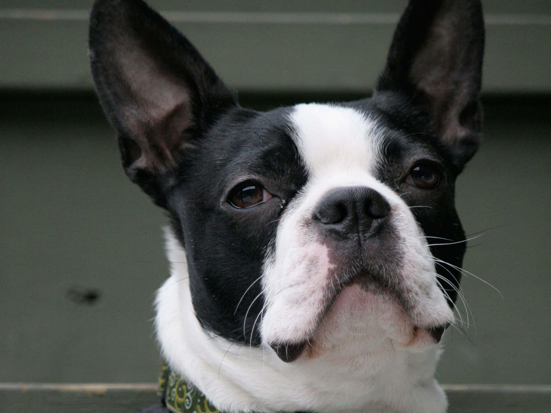 Boston Terrier Judgey Face Picture