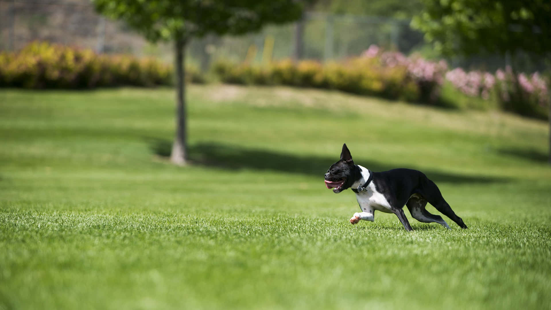 Fotode Un Boston Terrier Corriendo Rápido.