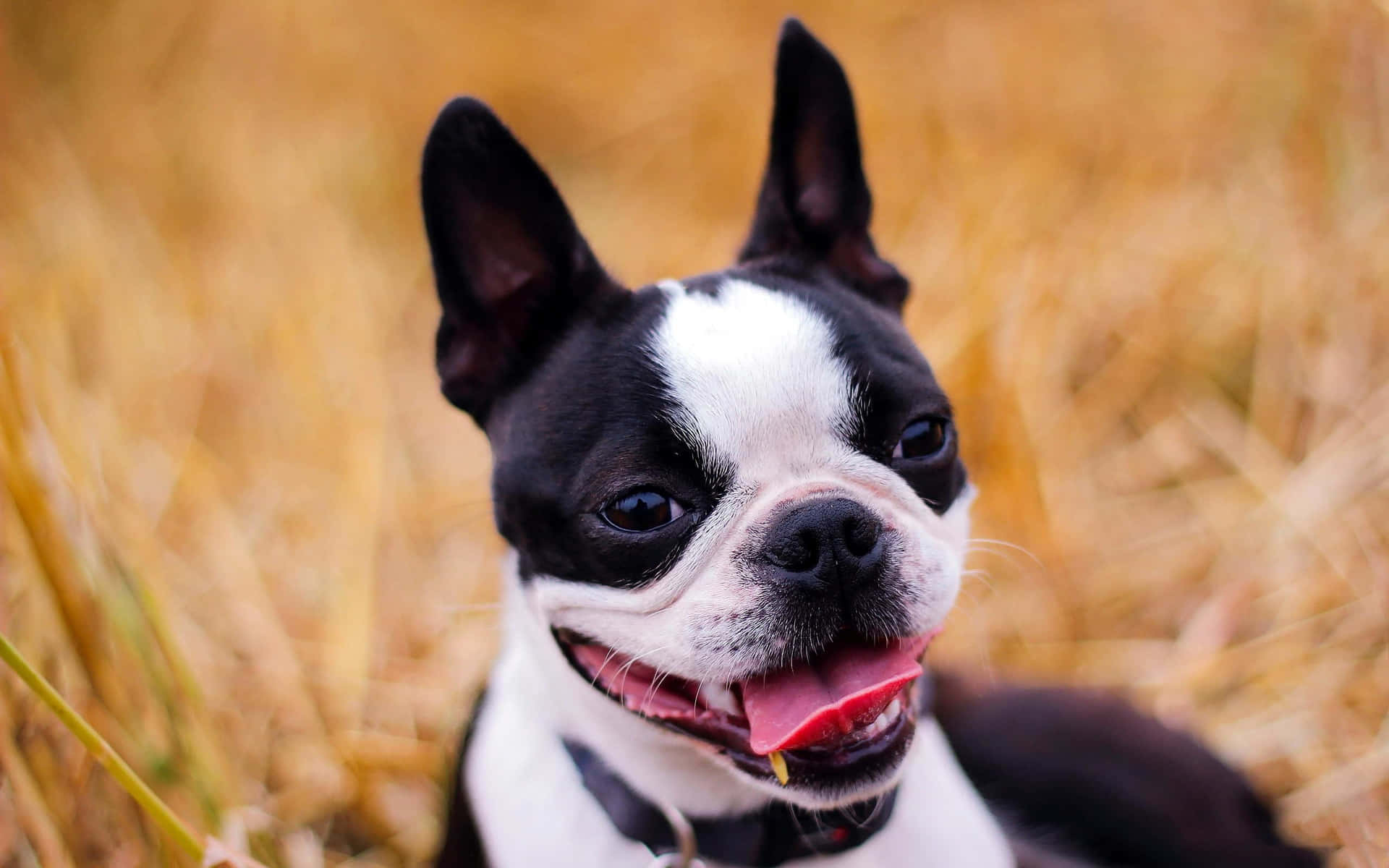 Adorable Happy Boston Terrier Picture