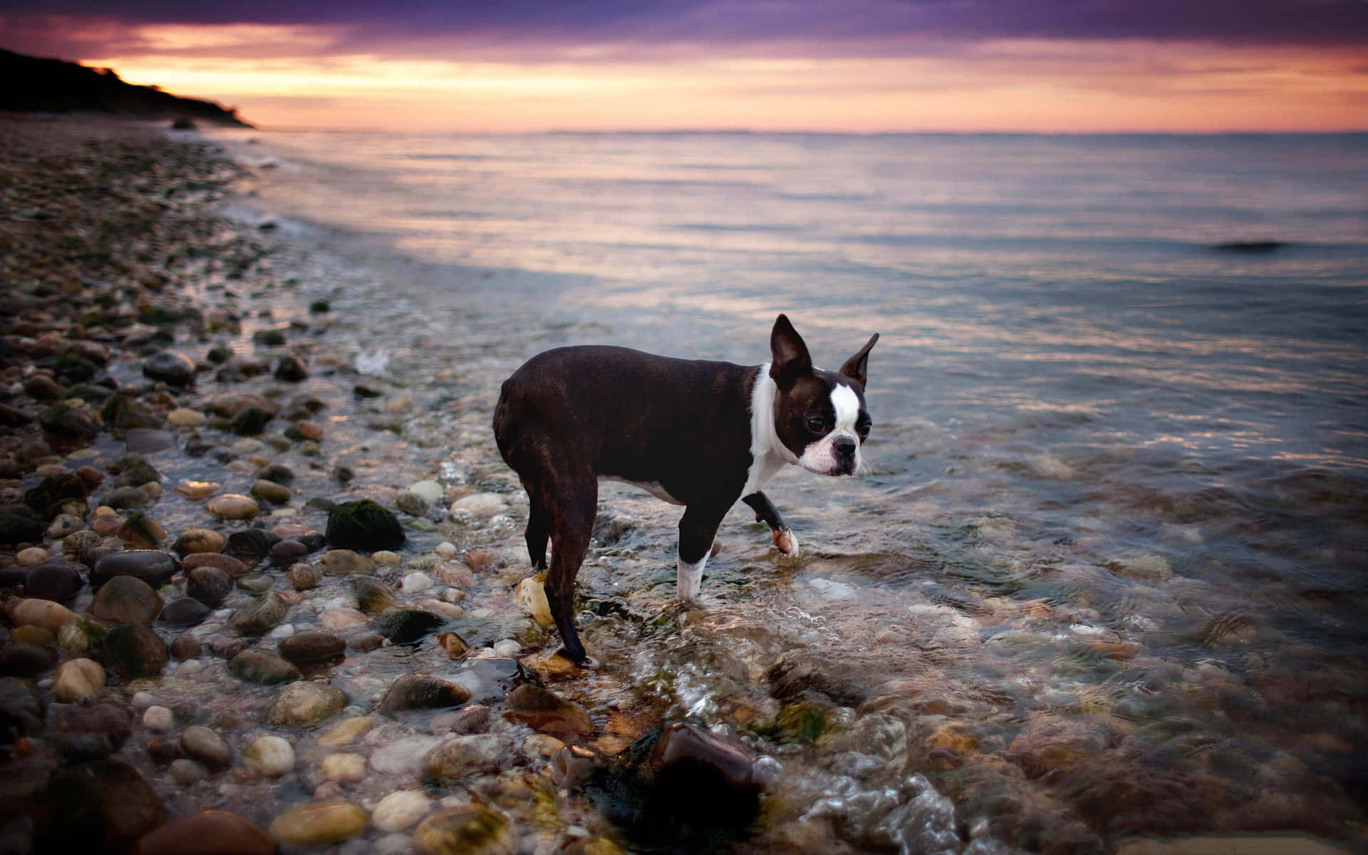 Boston Terrier Rocky Sea Picture