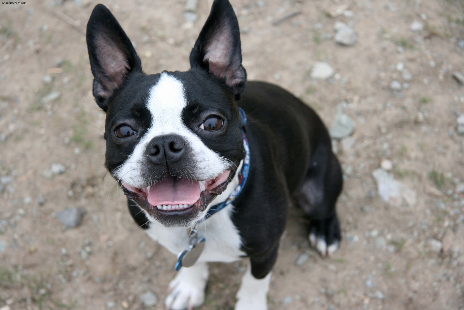 Happy Smiling Boston Terrier Picture
