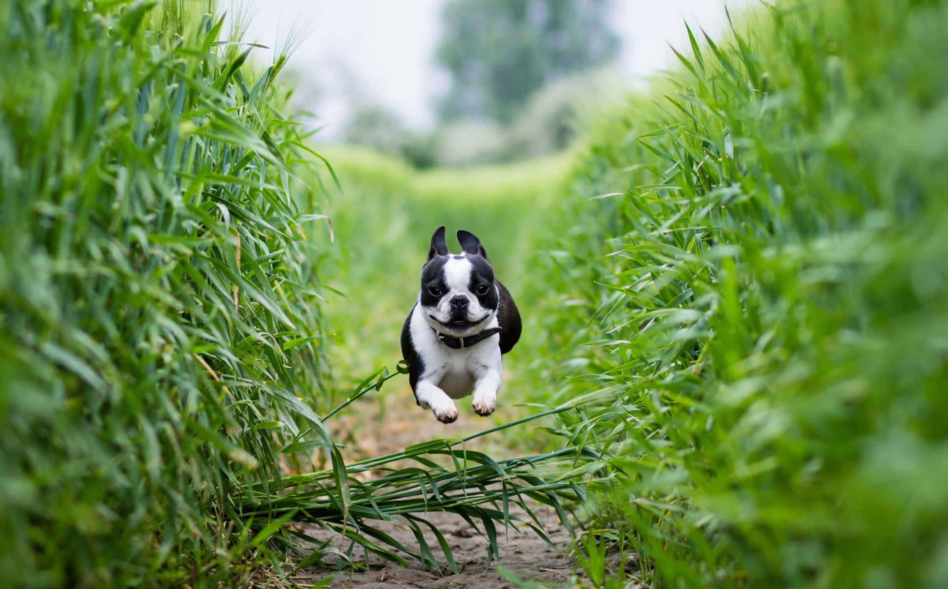 Aktivtspringande Boston Terrier-bild