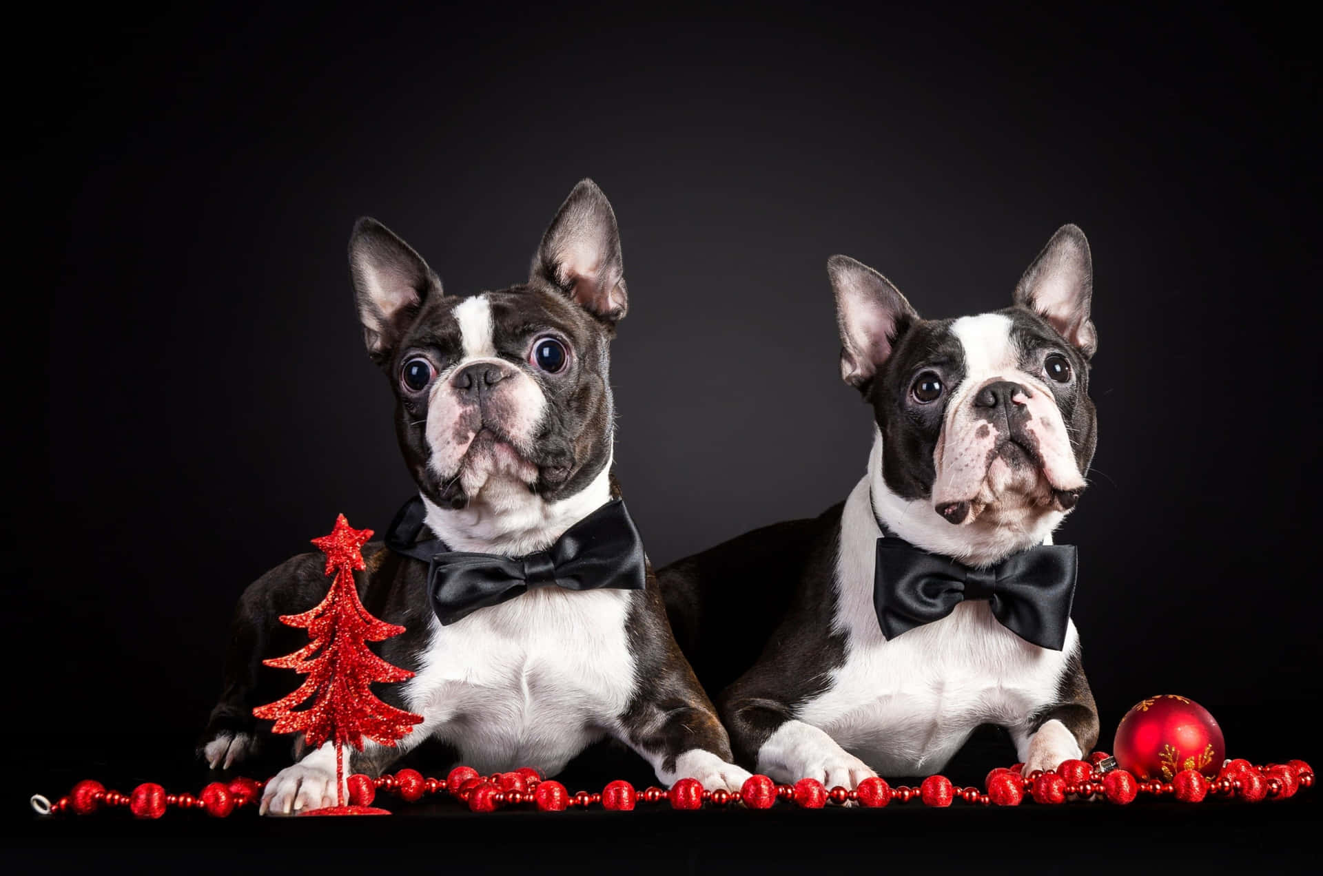 Cute Bow Ties Boston Terrier Picture