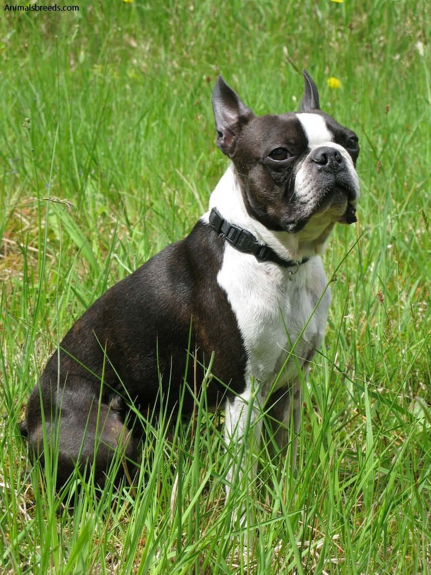 Healthy Dog Boston Terrier Picture