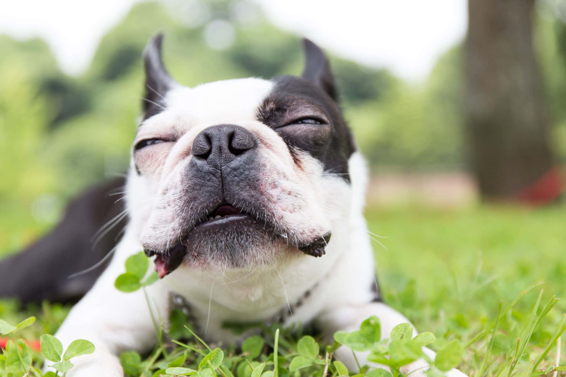 A beautiful Boston Terrier lazing around in the park Wallpaper