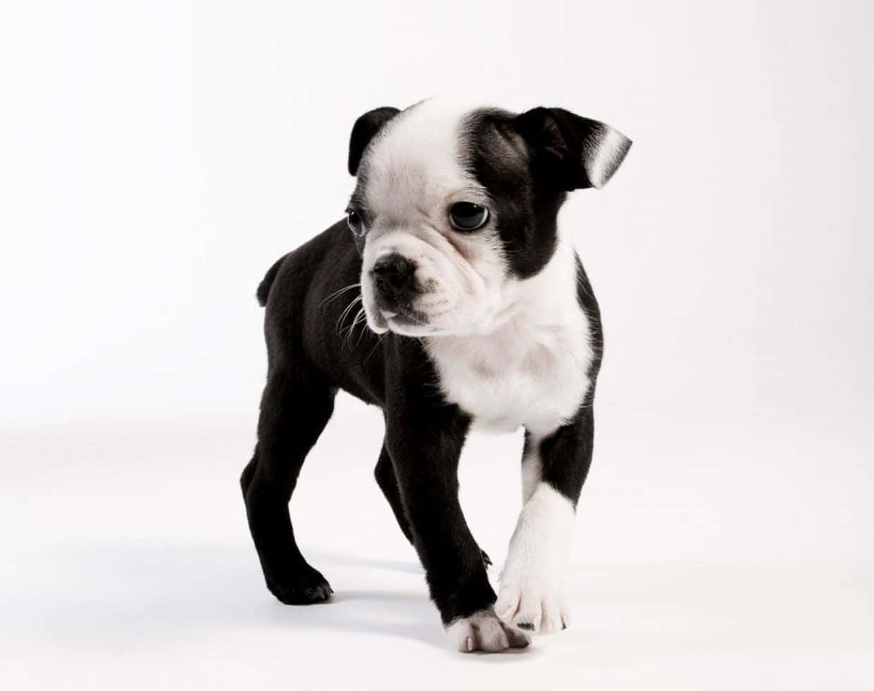 A Black And White Puppy Is Standing On A White Background Wallpaper