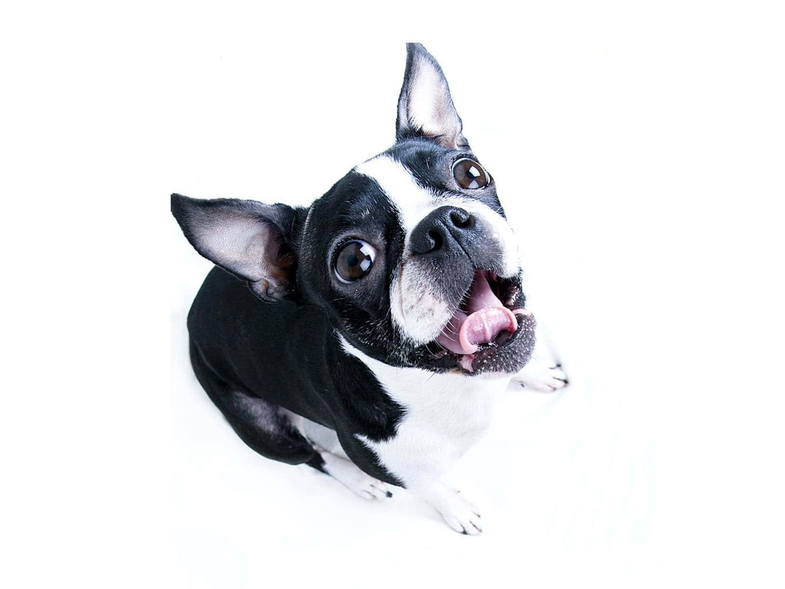 "This is a happy Boston Terrier ready to bring a smile to your face." Wallpaper