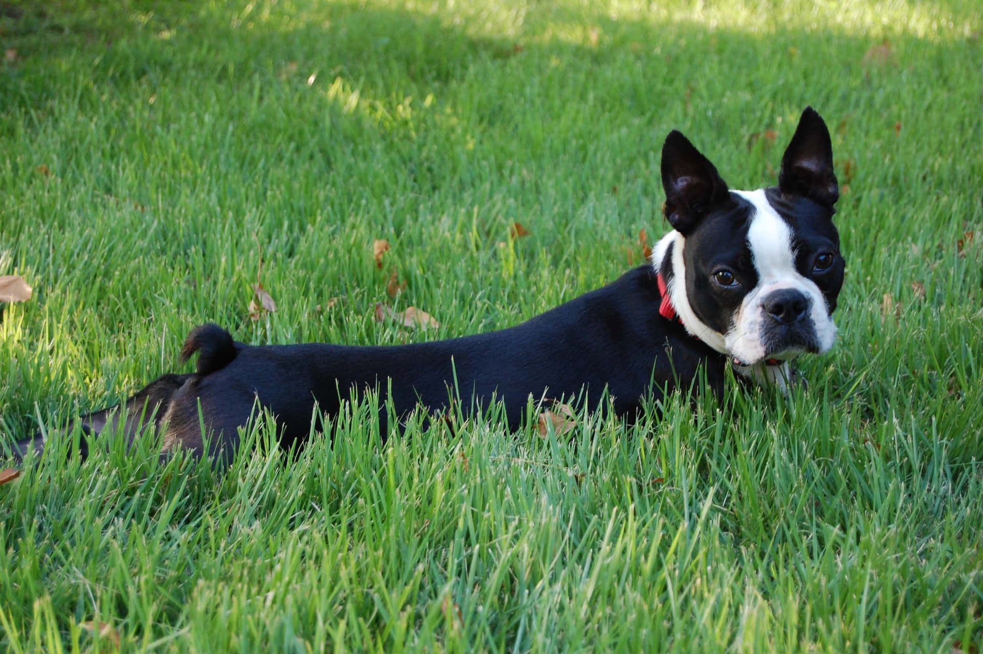 Adorable Boston Terrier Puppy Sitting on the Floor Wallpaper