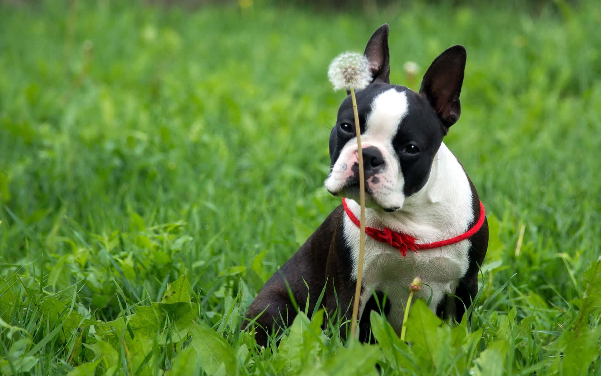 Bostonterrier Hund Im Gras Wallpaper