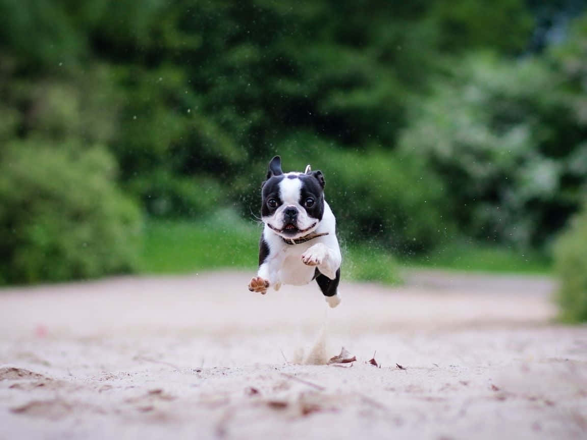 Boston Terrier Running Hover Smile Wallpaper