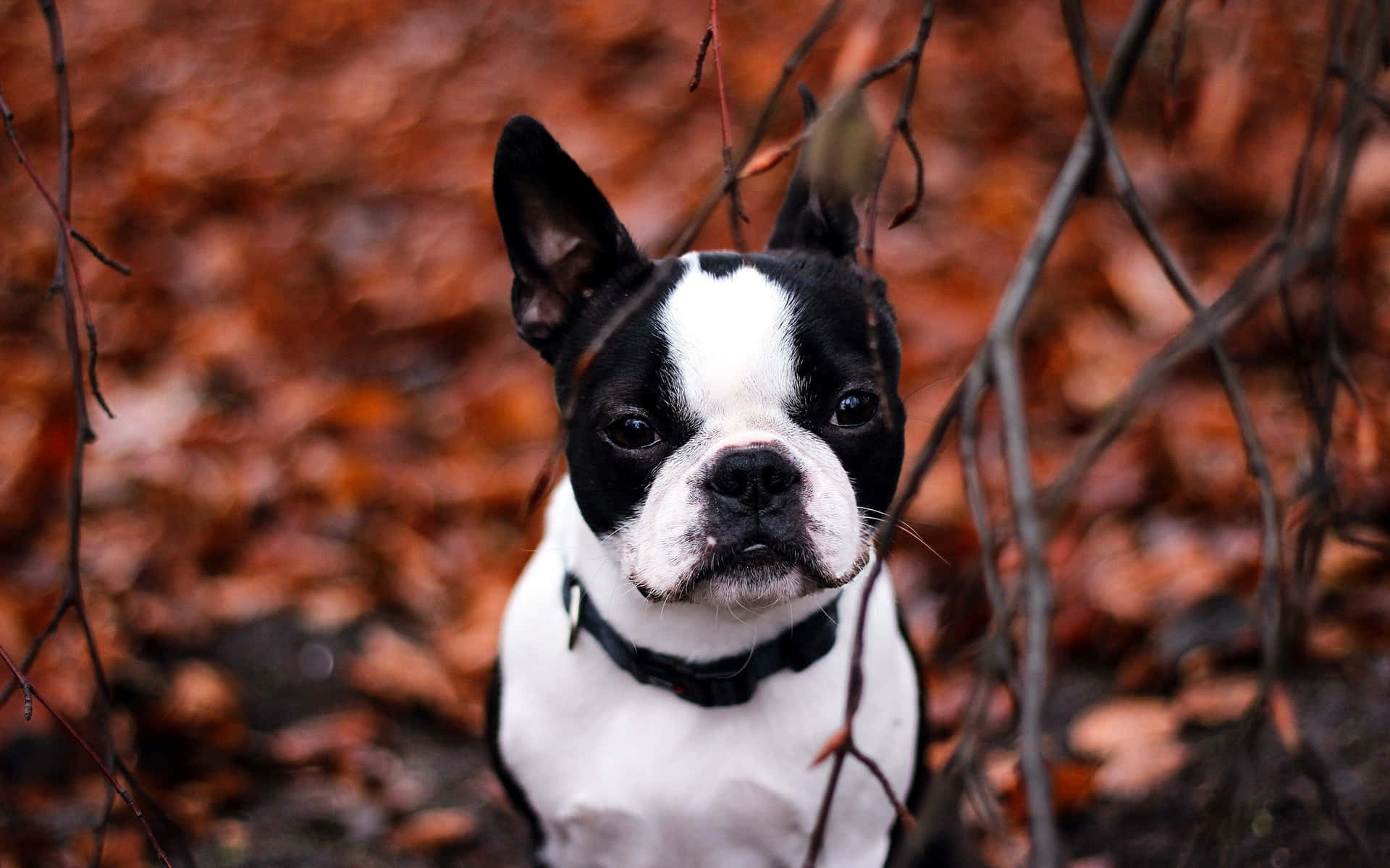 Caption: Adorable Boston Terrier posing for a portrait Wallpaper