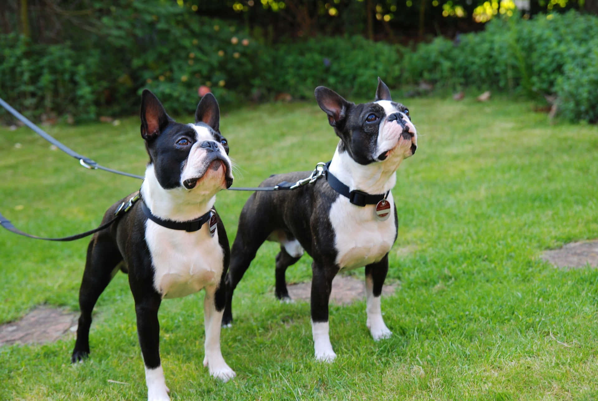 Adopt a Boston Terrier Today and You'll Have a Life Time of Fun Wallpaper