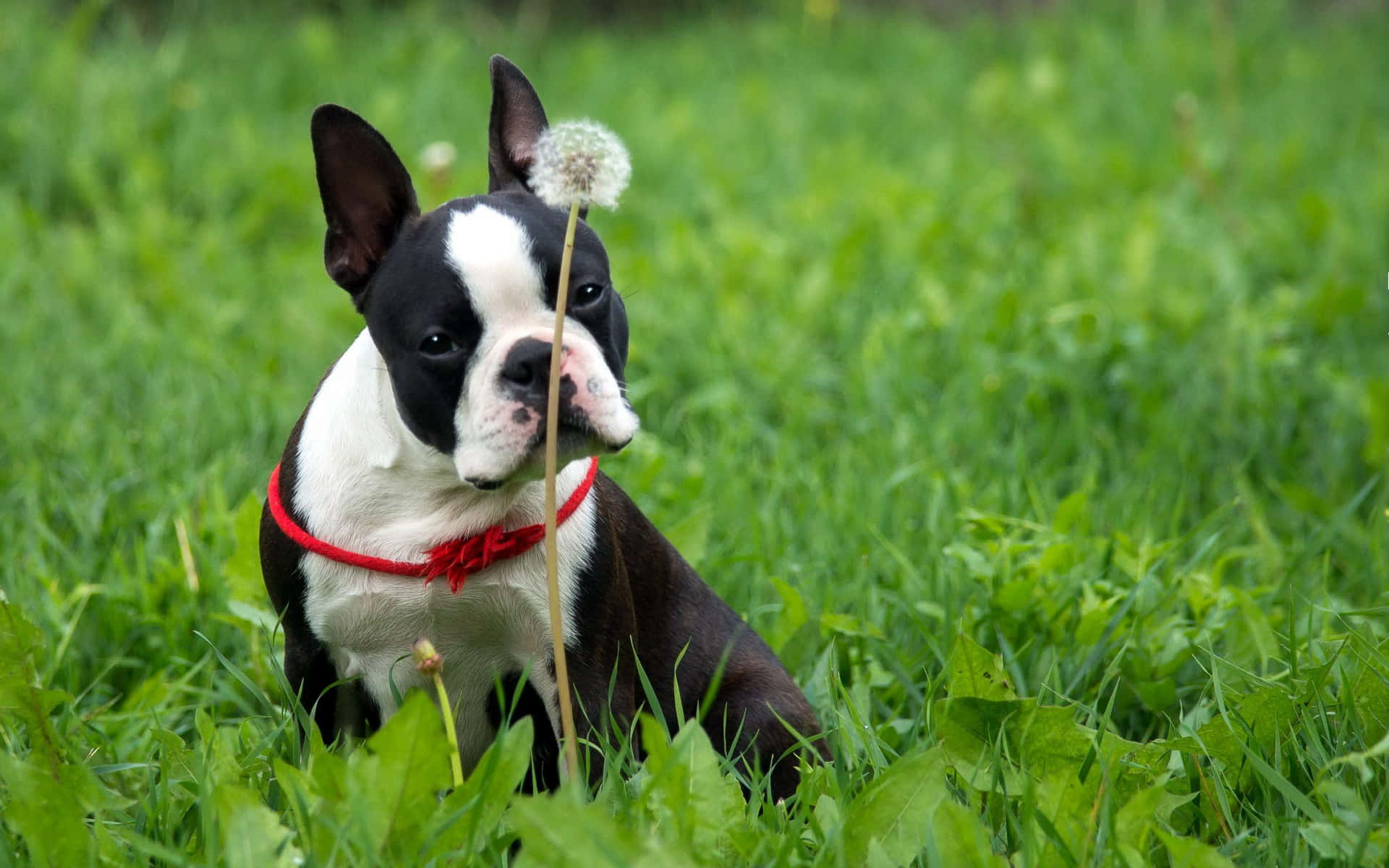 En Boston terrier hund i græsset Wallpaper