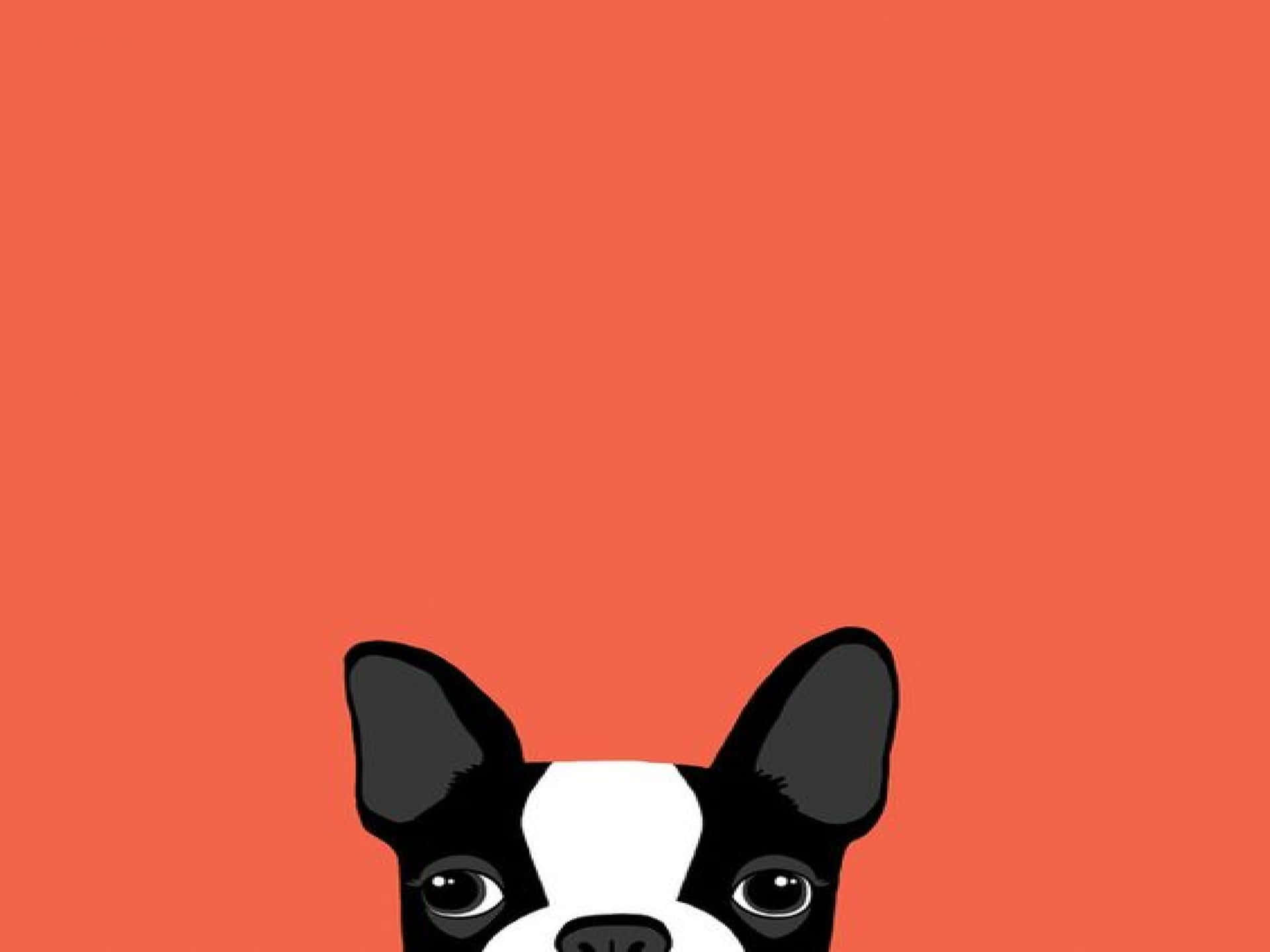 A Boston Terrier Dog On An Orange Background Wallpaper