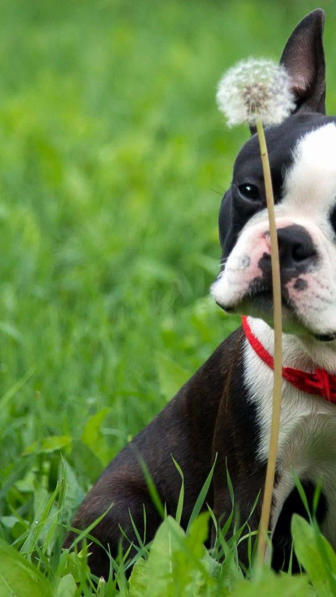 Boston Terrier Sniff Dandelion Stem Wallpaper