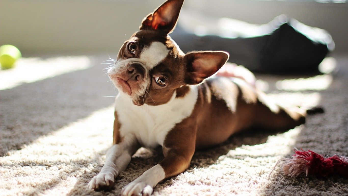 Adorable Boston Terrier pup looking at the camera Wallpaper