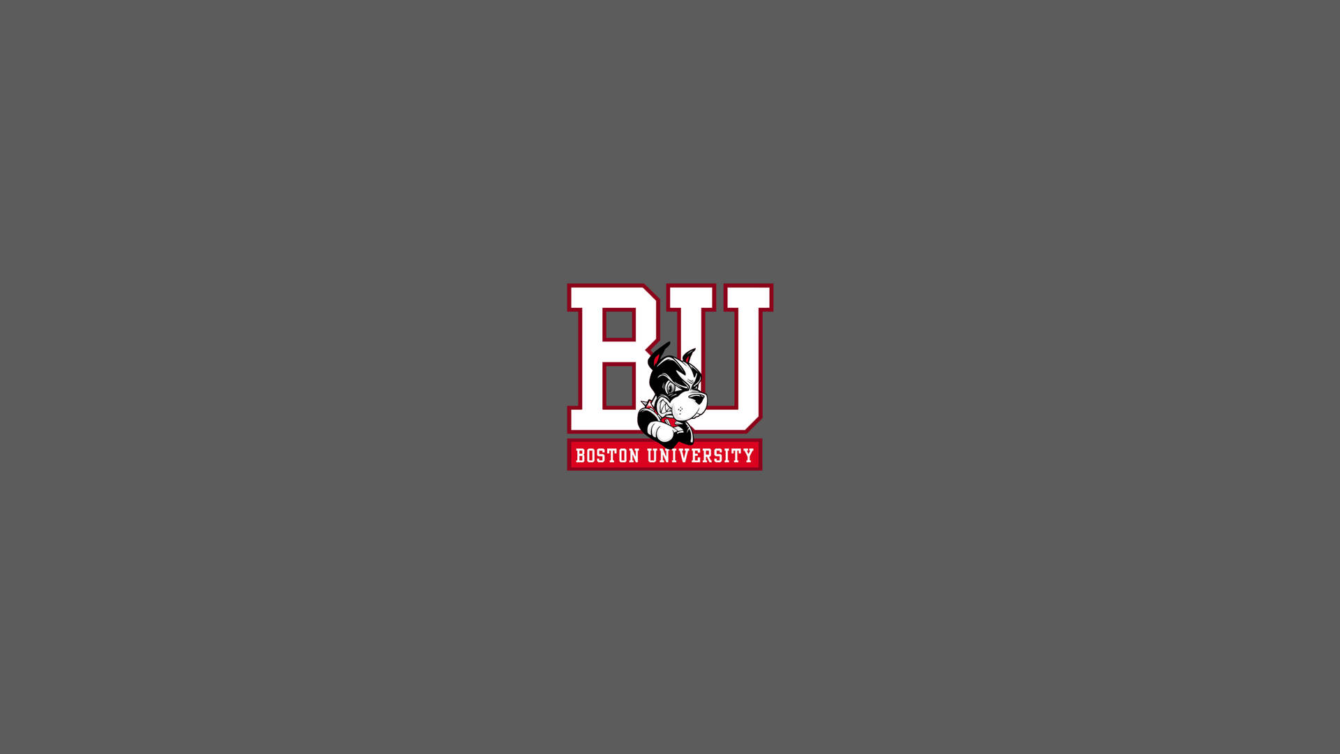 Boston University Terriers On Gray Wallpaper