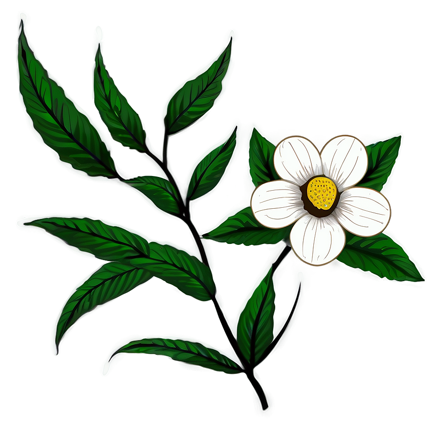 Botanical Flower Drawing Png Sjy67 PNG