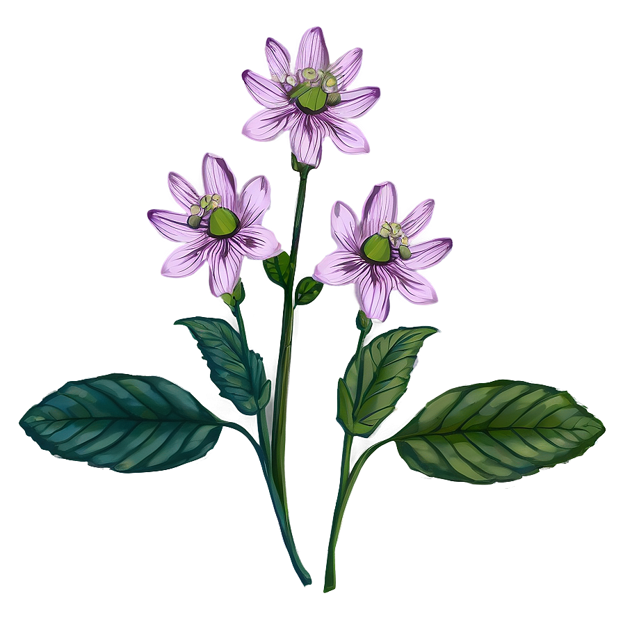 Botanical Flower Drawing Png Uoa PNG