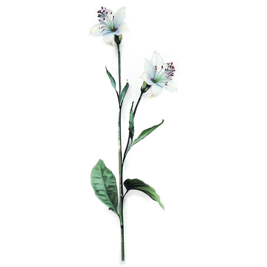 Botanical Flower Stem Png Yom40 PNG