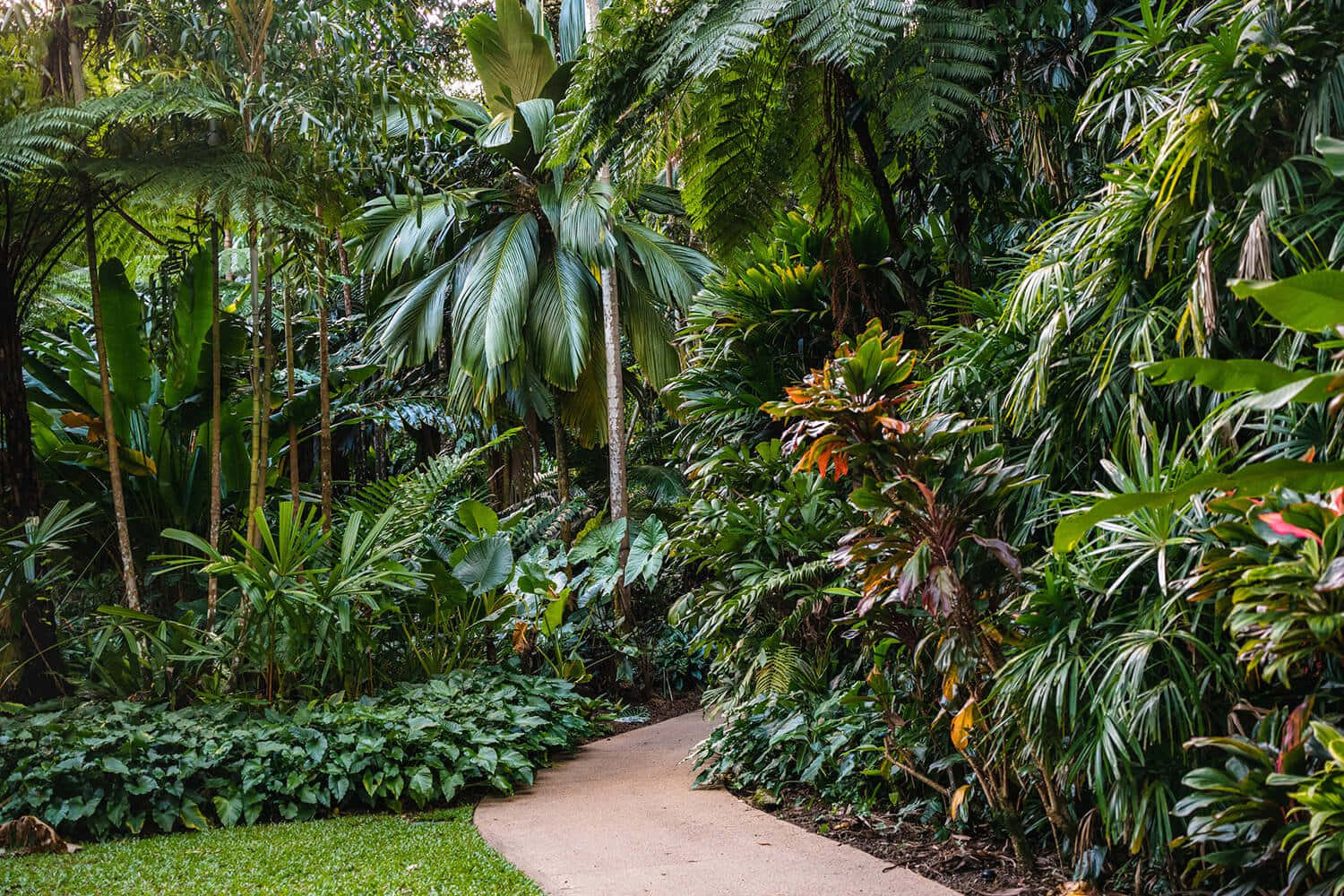 Vibrant Botanical Garden Pathway Wallpaper