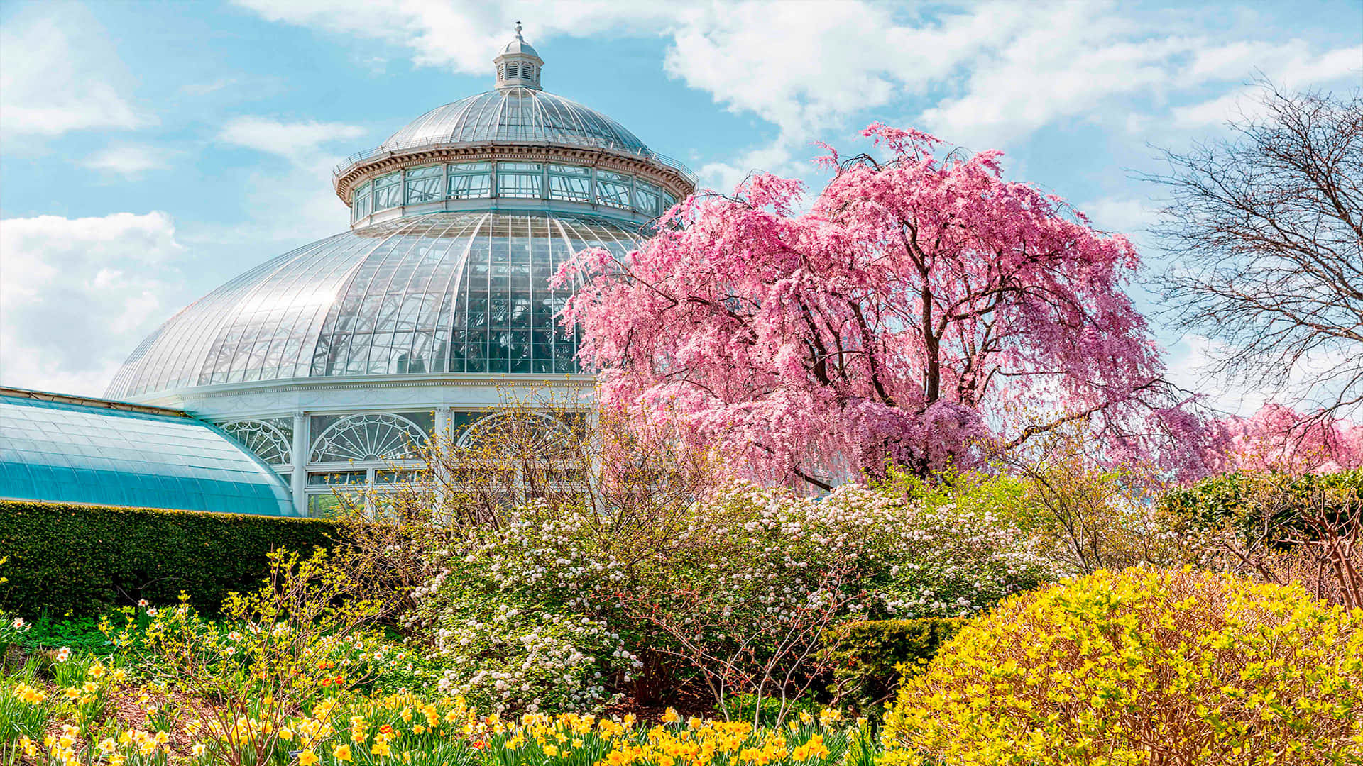 Fascinerend Botanische Tuin Pad Achtergrond