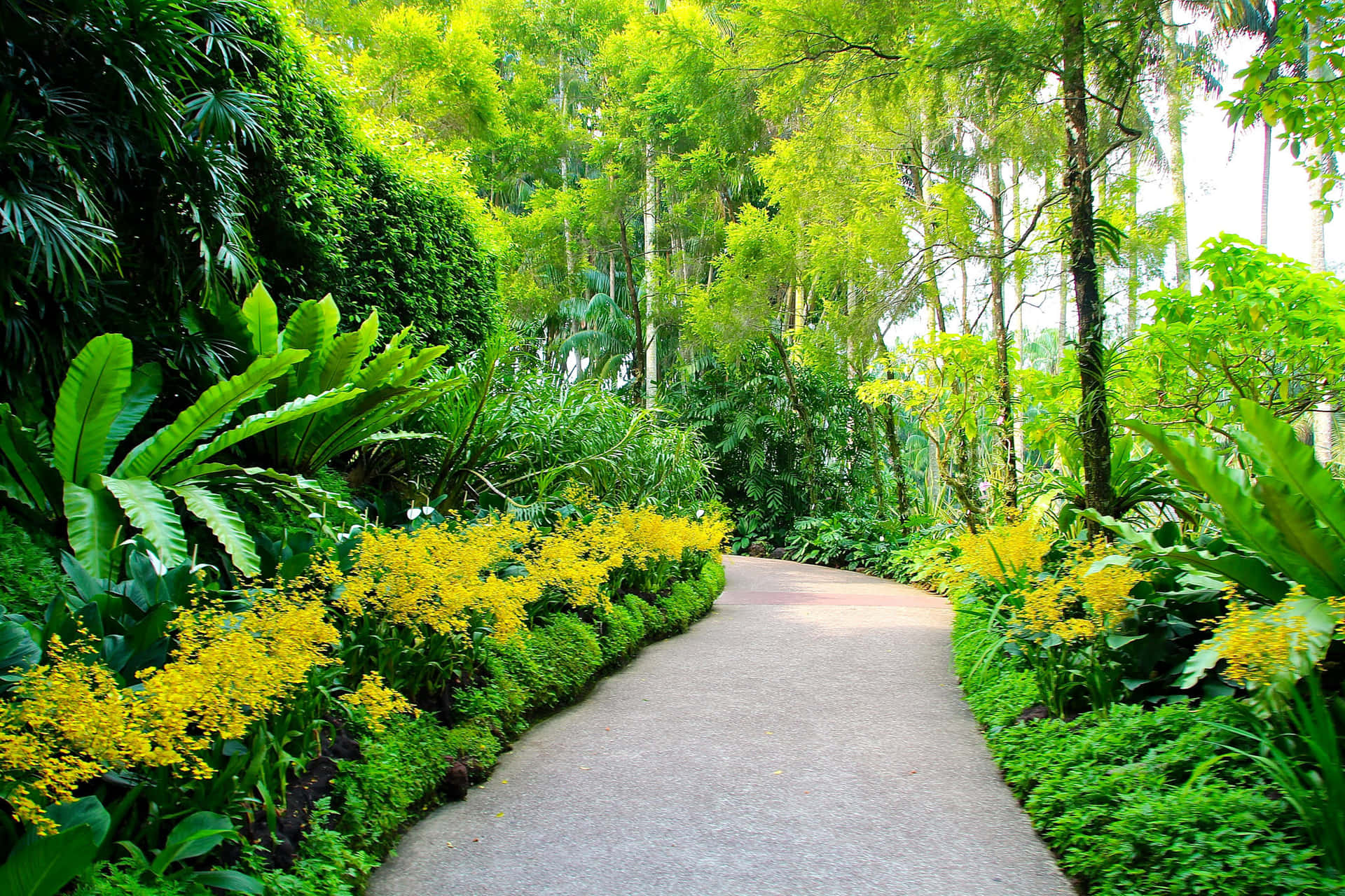 Levendige Botanische Tuin In Volle Bloei Achtergrond