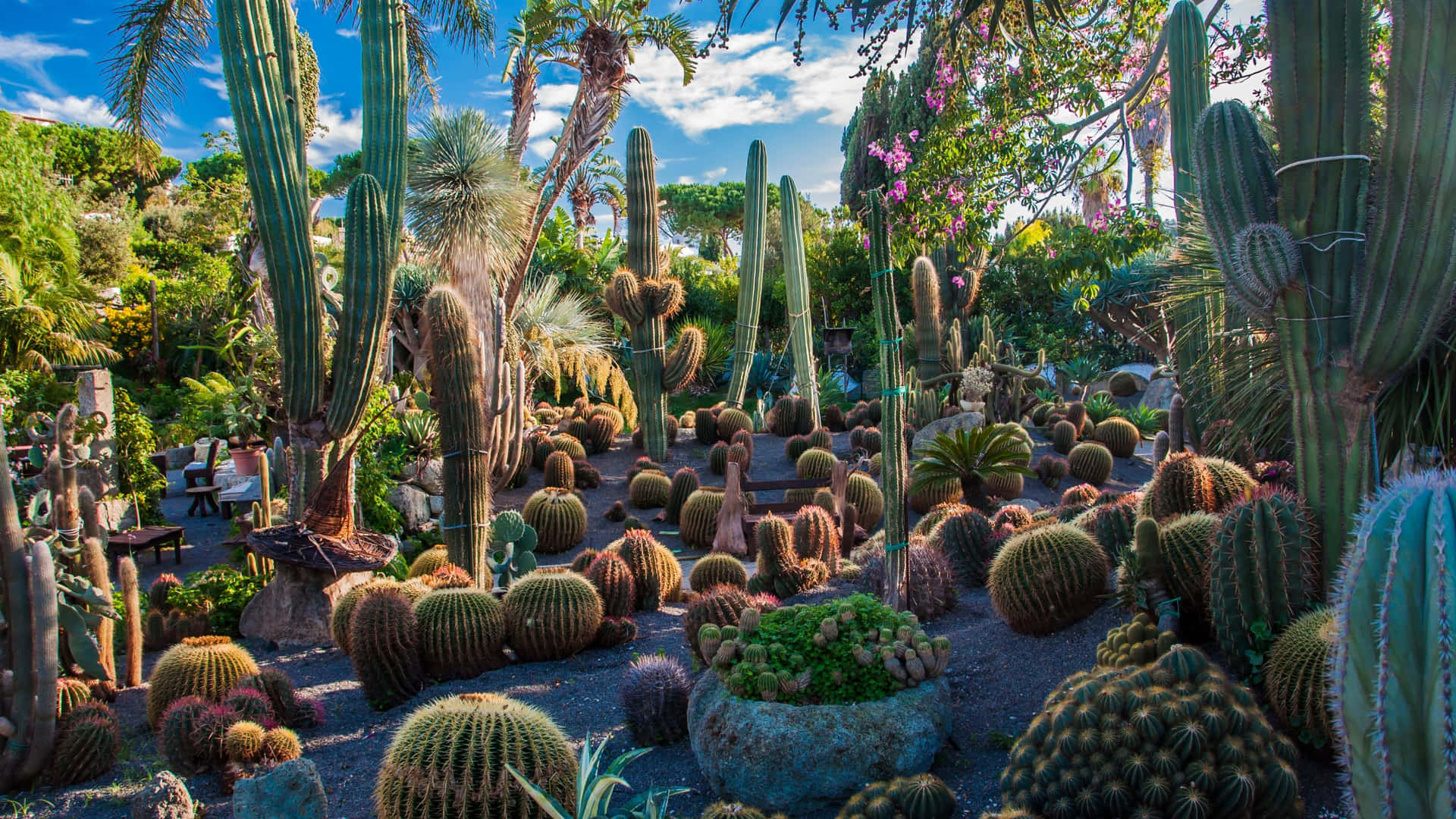 Betoverend Botanisch Tuinpad Achtergrond