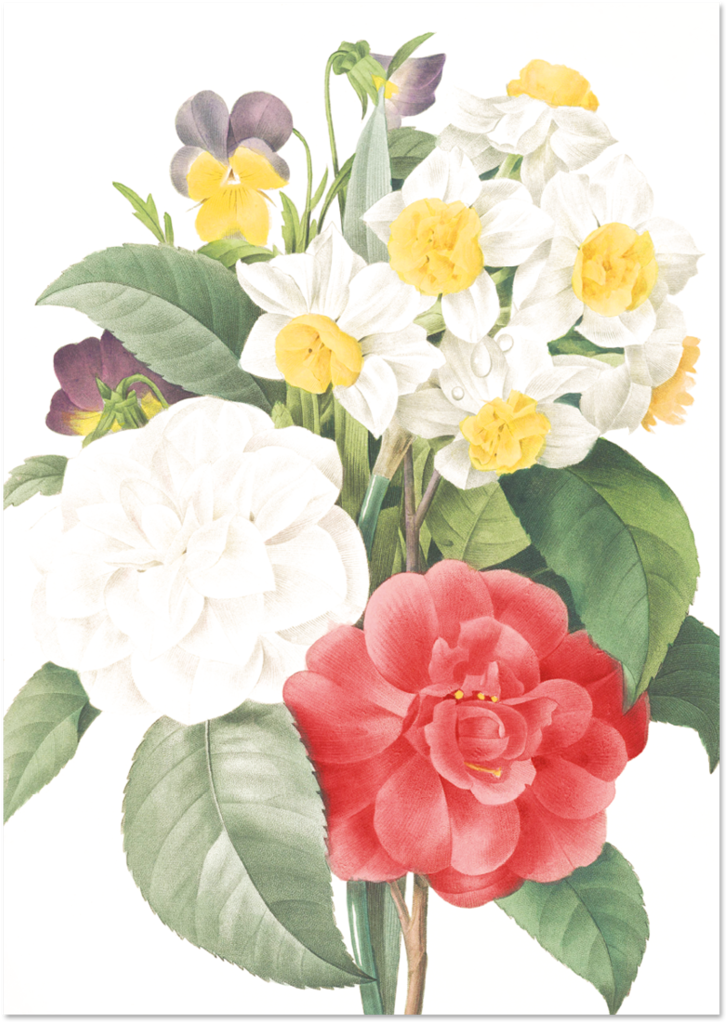 Botanical Illustration Floral Arrangement PNG