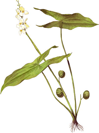 Botanical Illustration Green Plant PNG