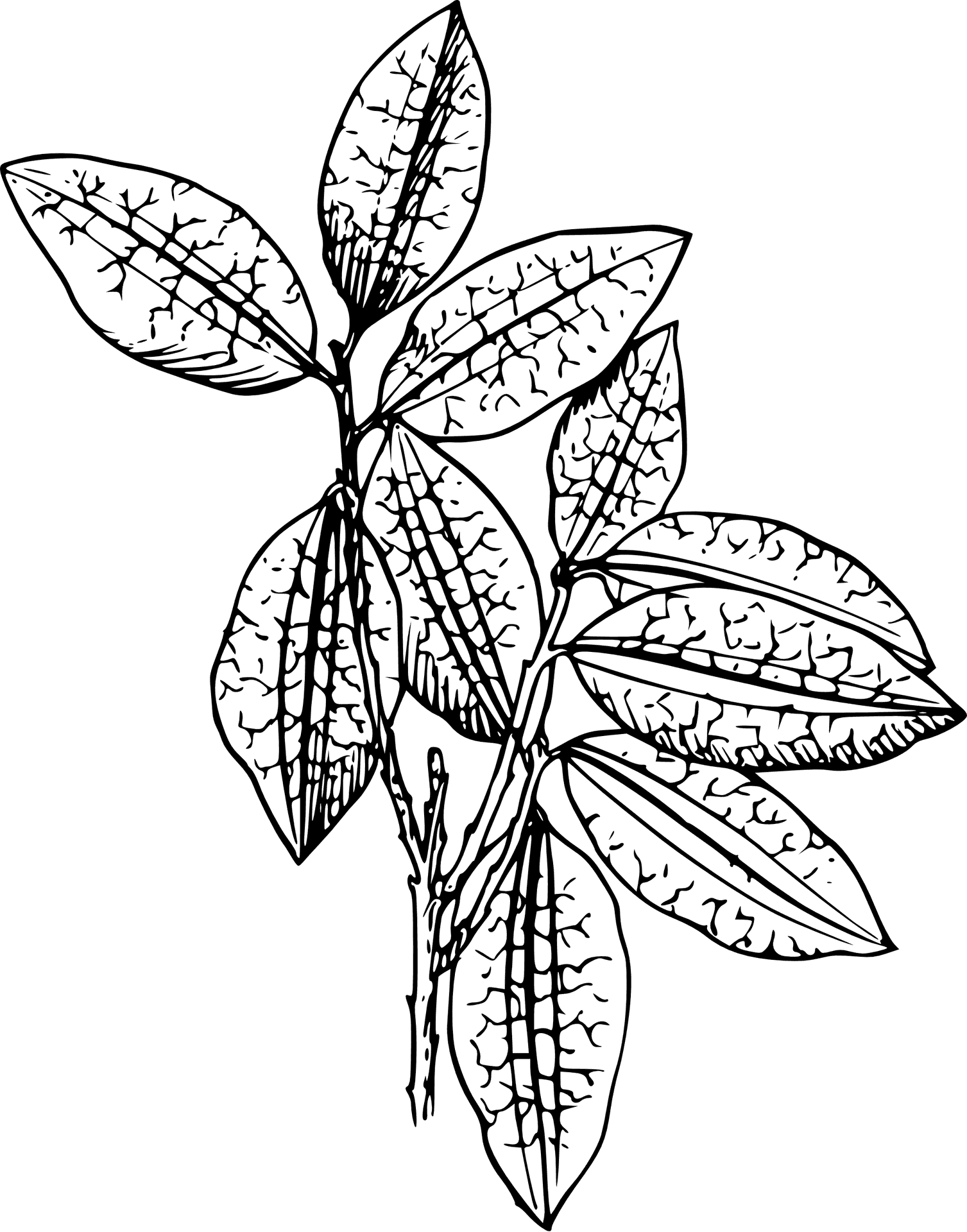 Botanical Sketch Blackand White PNG