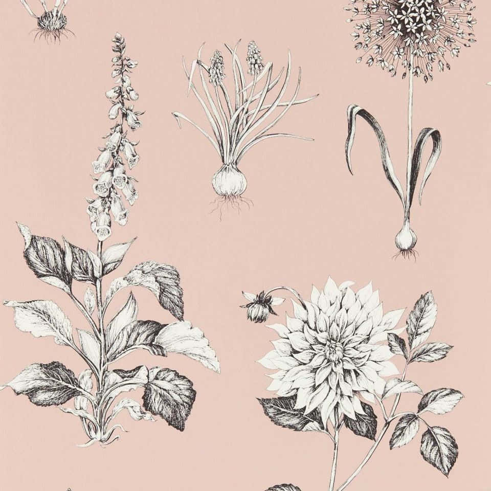 Botanical Sketches Blush Background Wallpaper