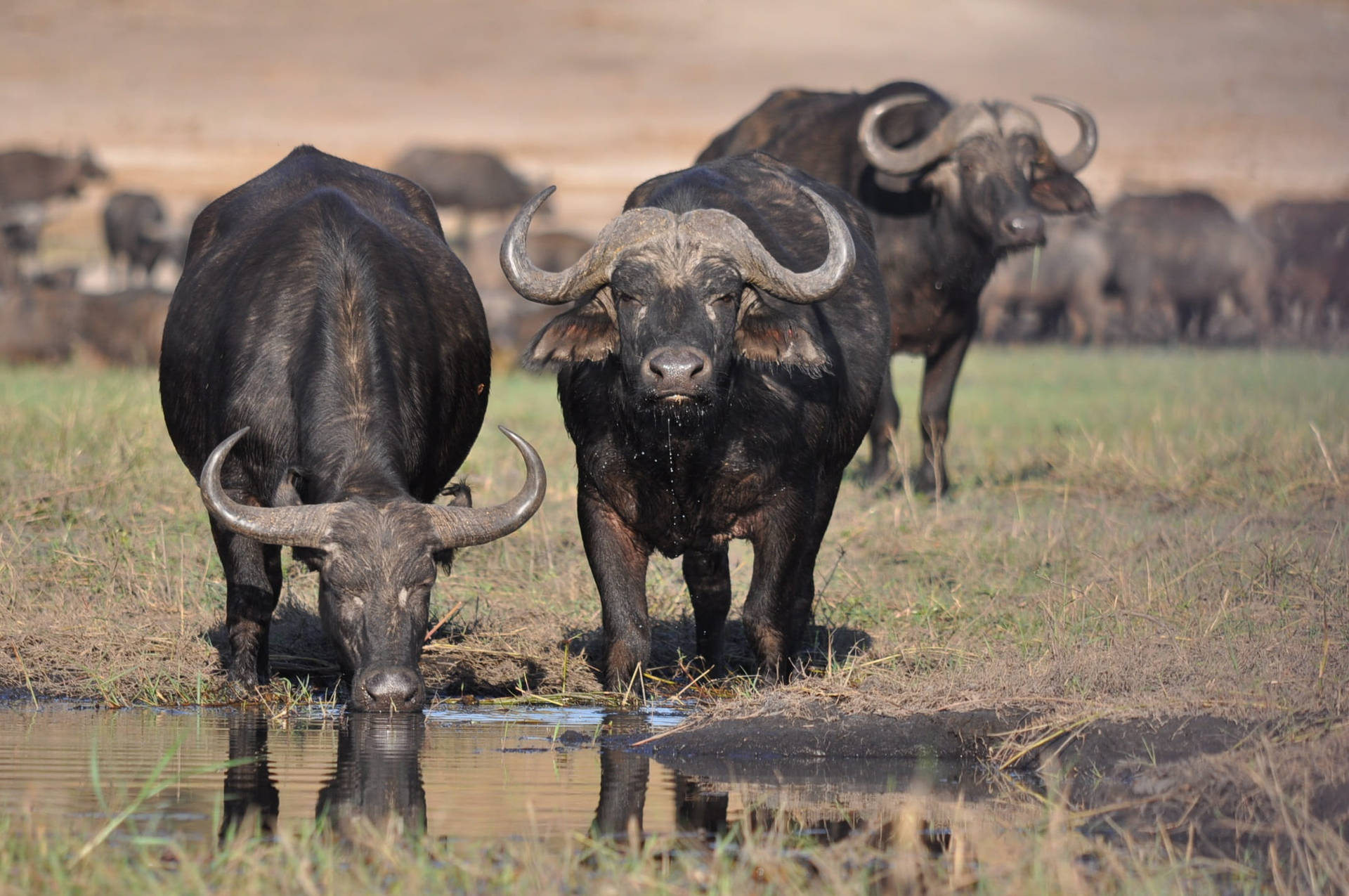 Bufalo Africano Del Botswana Sfondo