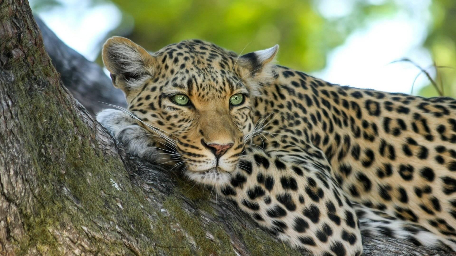 Leopardo Africano Del Botswana Sfondo