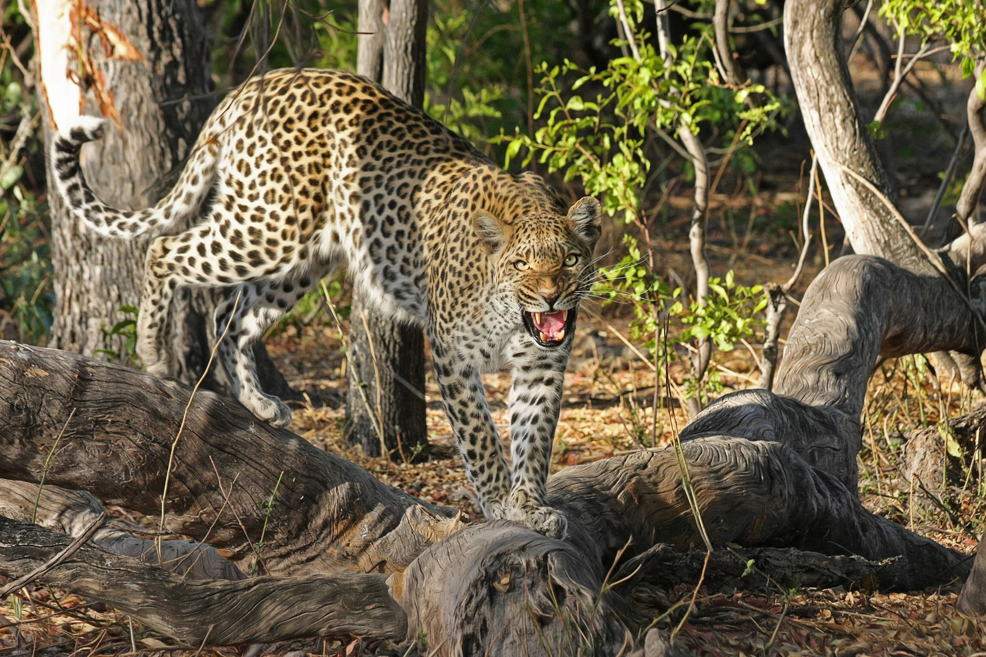 Botswana Angry Leopard