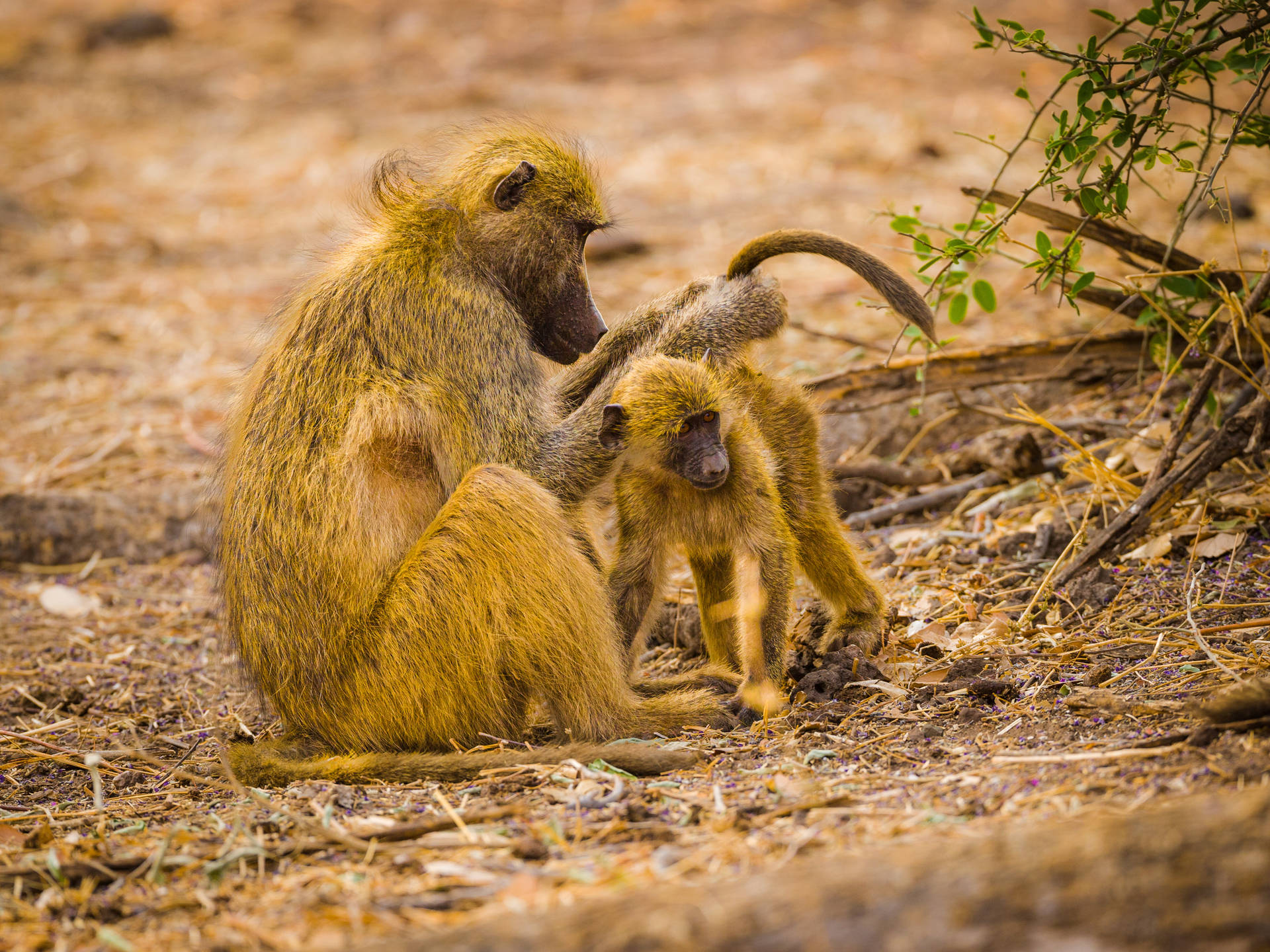 Botswana Baboon Mother And Child