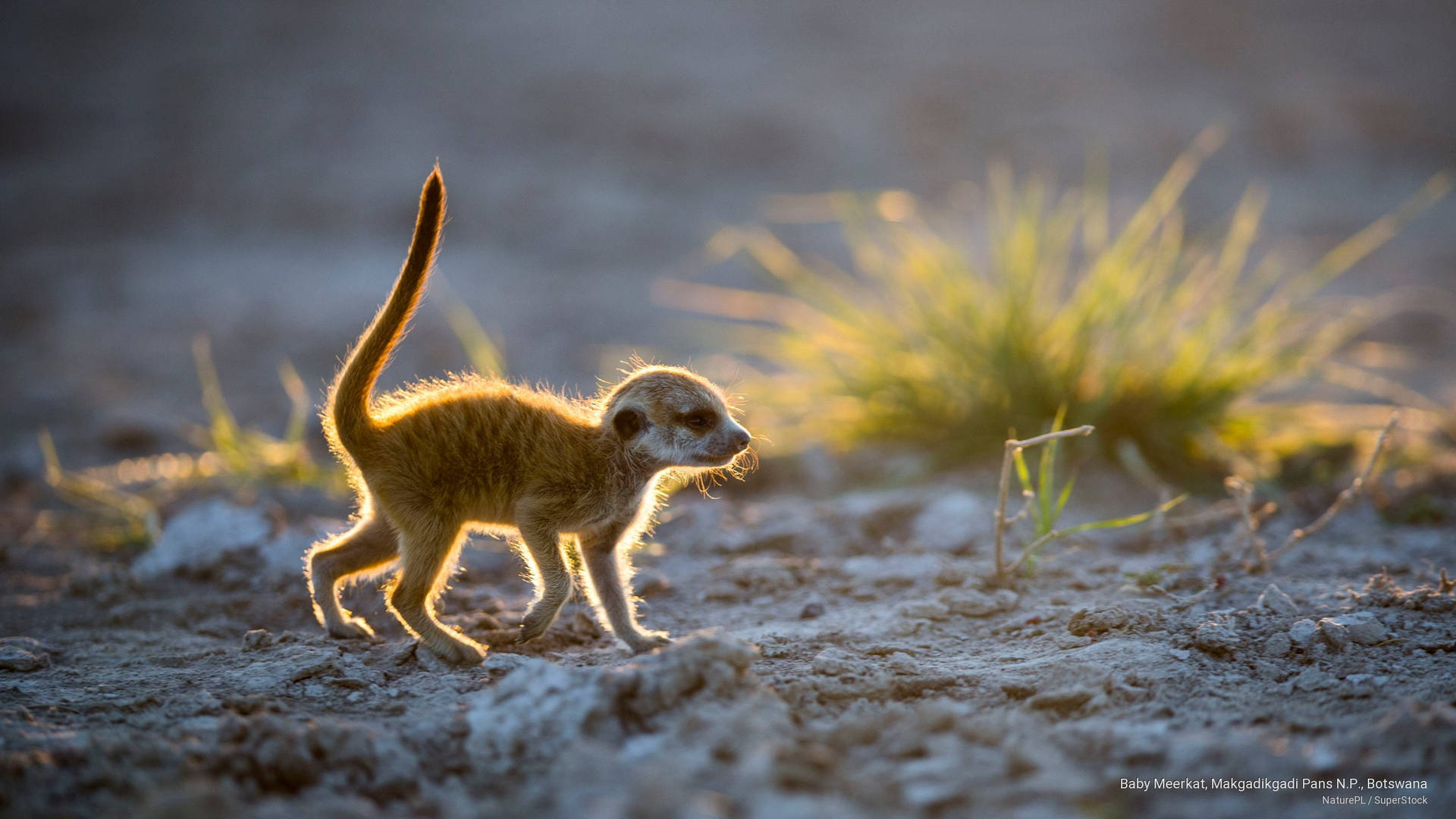Meerkatbebé De Botsuana Fondo de pantalla